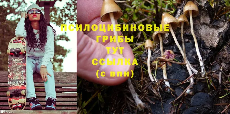 Псилоцибиновые грибы Psilocybine cubensis  Новозыбков 